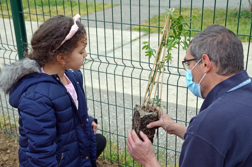 Un adulte et une petite fille plantent un arbuste