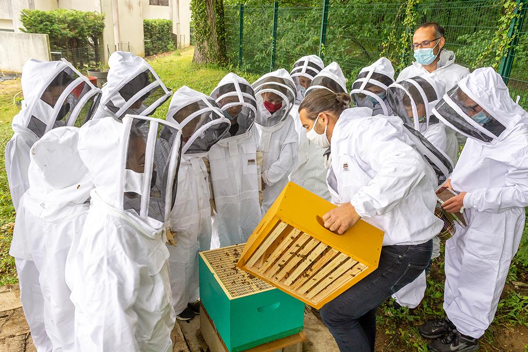Le Club apiculture - Collège Kennedy